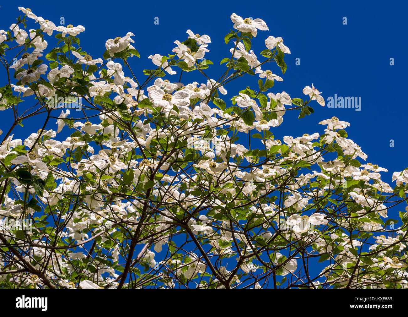 Weißer Hartriegel (Cornus Florida) in voller Blüte im Frühling. Blühende Hartriegel Stockfoto
