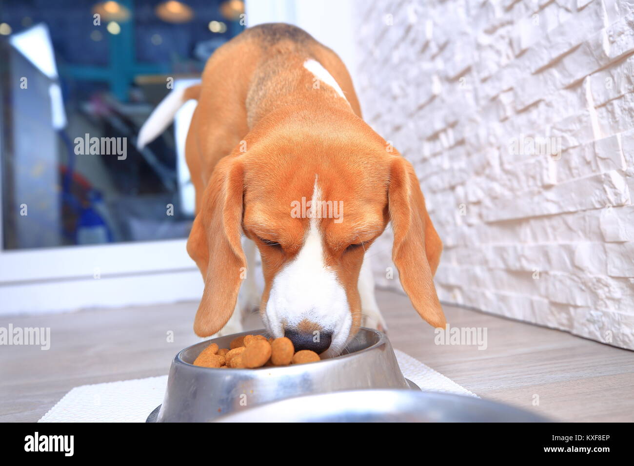 Beagle Hund frisst Lebensmittel aus Edelstahl. Stockfoto