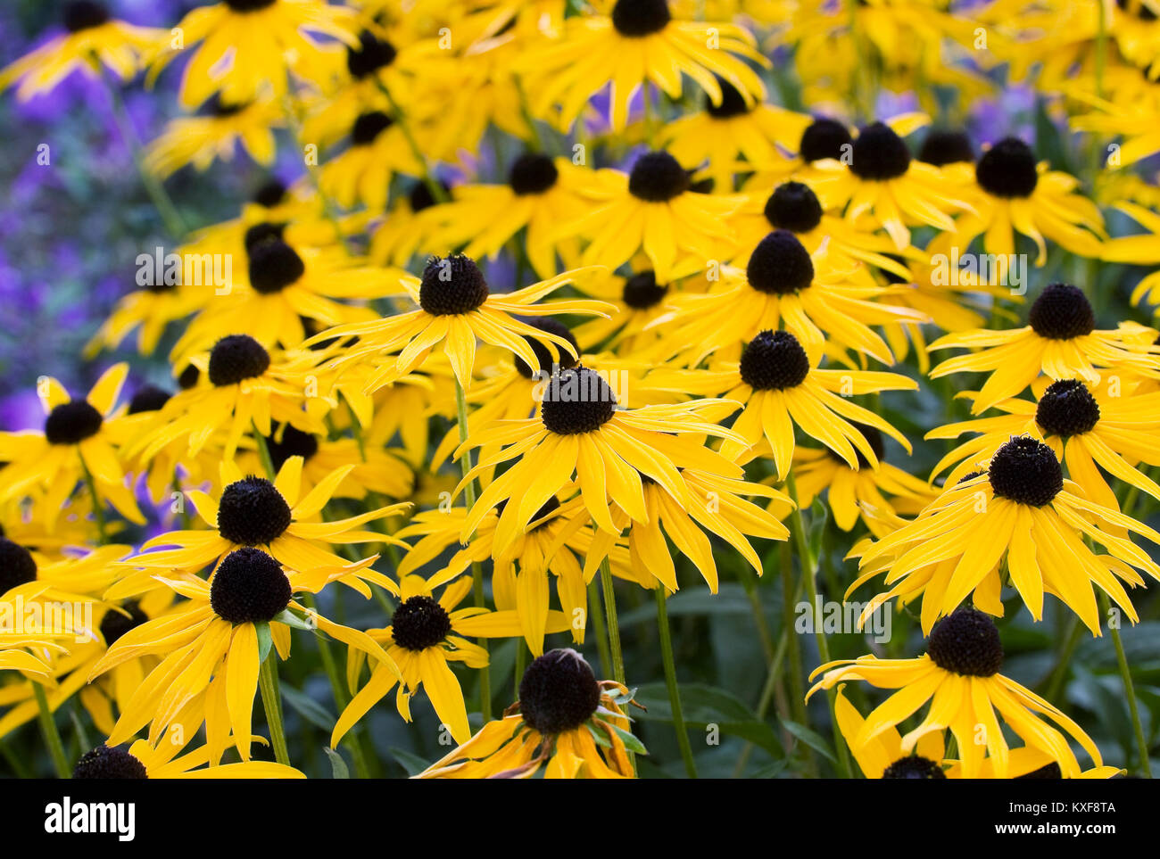 Rudbeckia fulgida in einem staudenbeet. Stockfoto