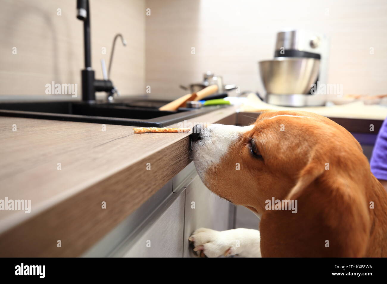 Beagle Hund wollen Lecker vom Tisch zu stehlen. Lustig Hund auf Küche. Stockfoto