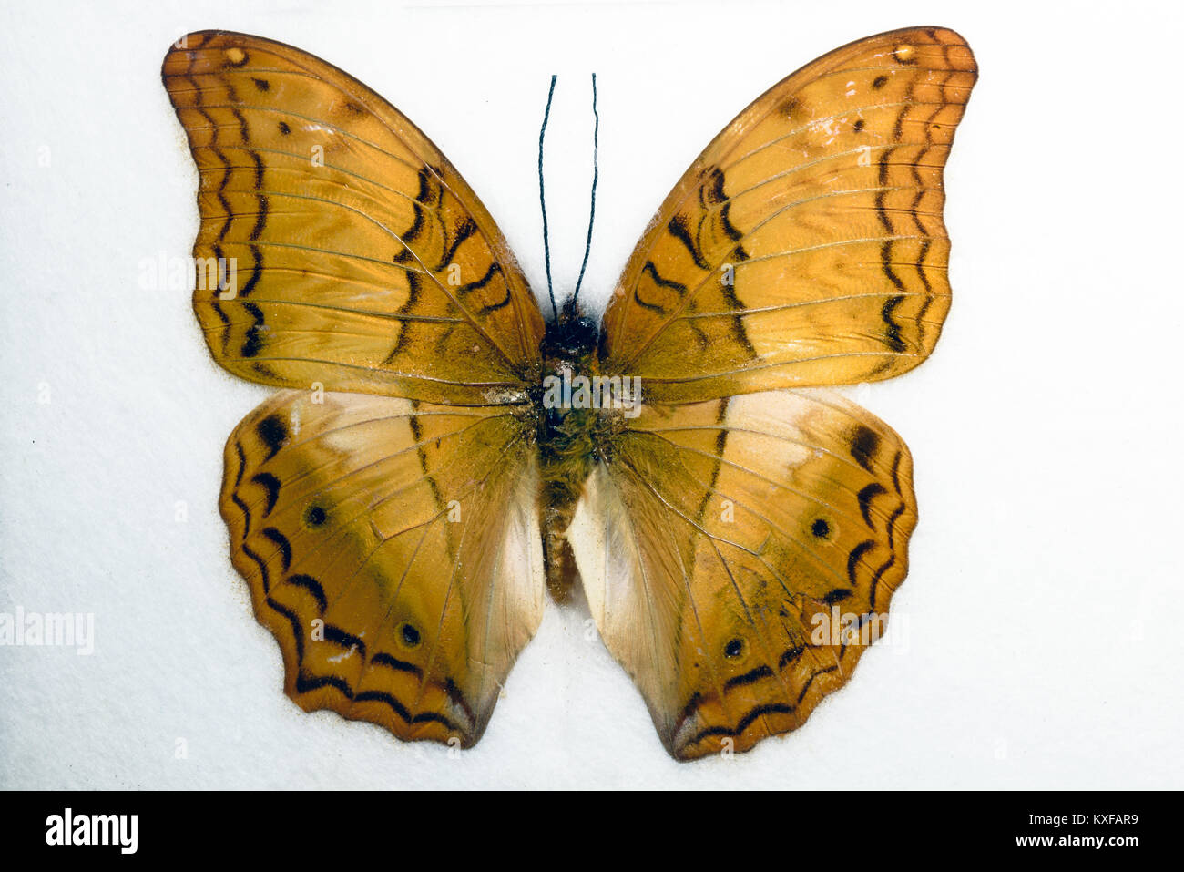 Cruiser Vindula arsinoe Schmetterling auf weißem Hintergrund Stockfoto