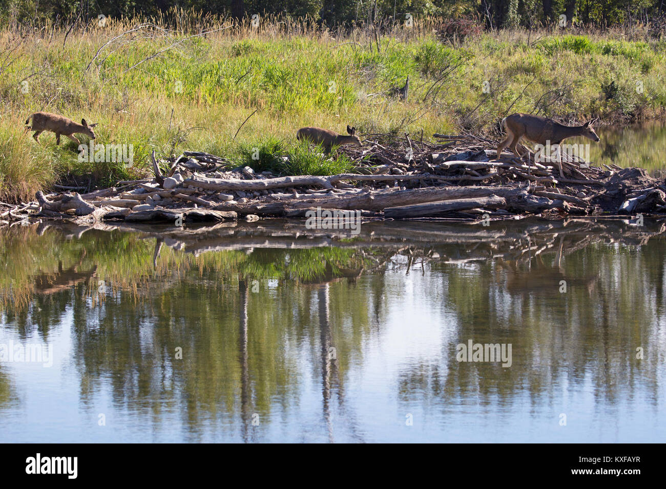 Hirsch Reh mit rehkitze laufen in Beaver Dam (Odocoileus Hemionus) Stockfoto