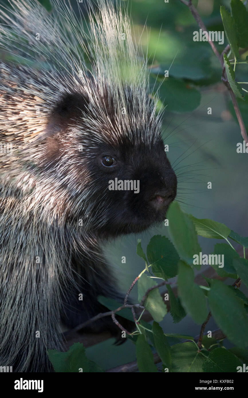 Stachelschwein (Erethizon dorsatum) beim Blättern in Saskatoon Beerenbaum (Amelanchier alnifolia) Stockfoto