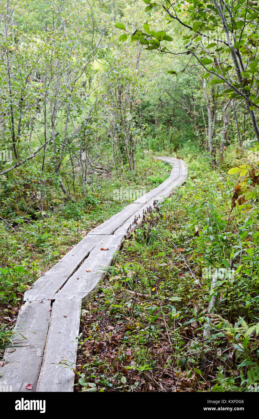 Boardwalk Teil der Asticou Stream Trail, Northeast Harbor, Maine Stockfoto