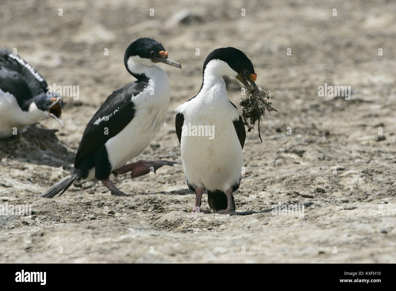 Imperial shag Leucocarbo atriceps mit Nistmaterial Falkland Inseln Stockfoto