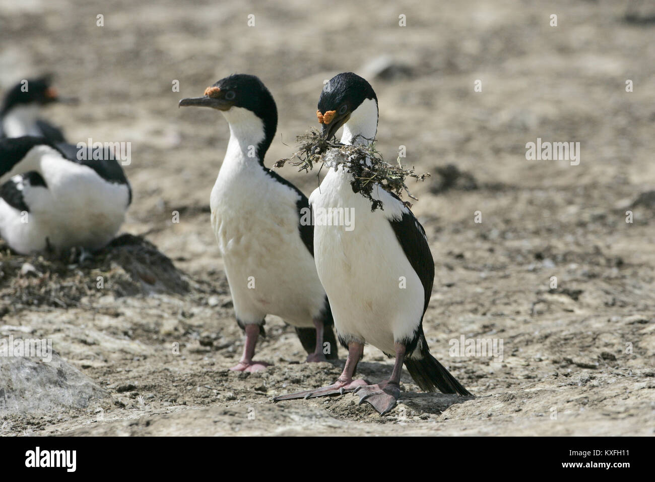 Imperial shag Leucocarbo atriceps mit Nistmaterial Falkland Inseln Stockfoto