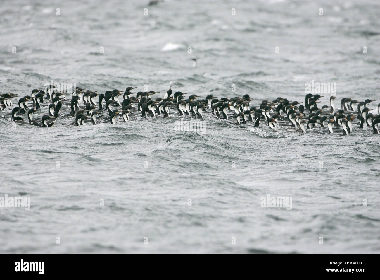 Imperial shag Leucocarbo atriceps große Herde Co-operative Angeln Falkland Inseln Stockfoto