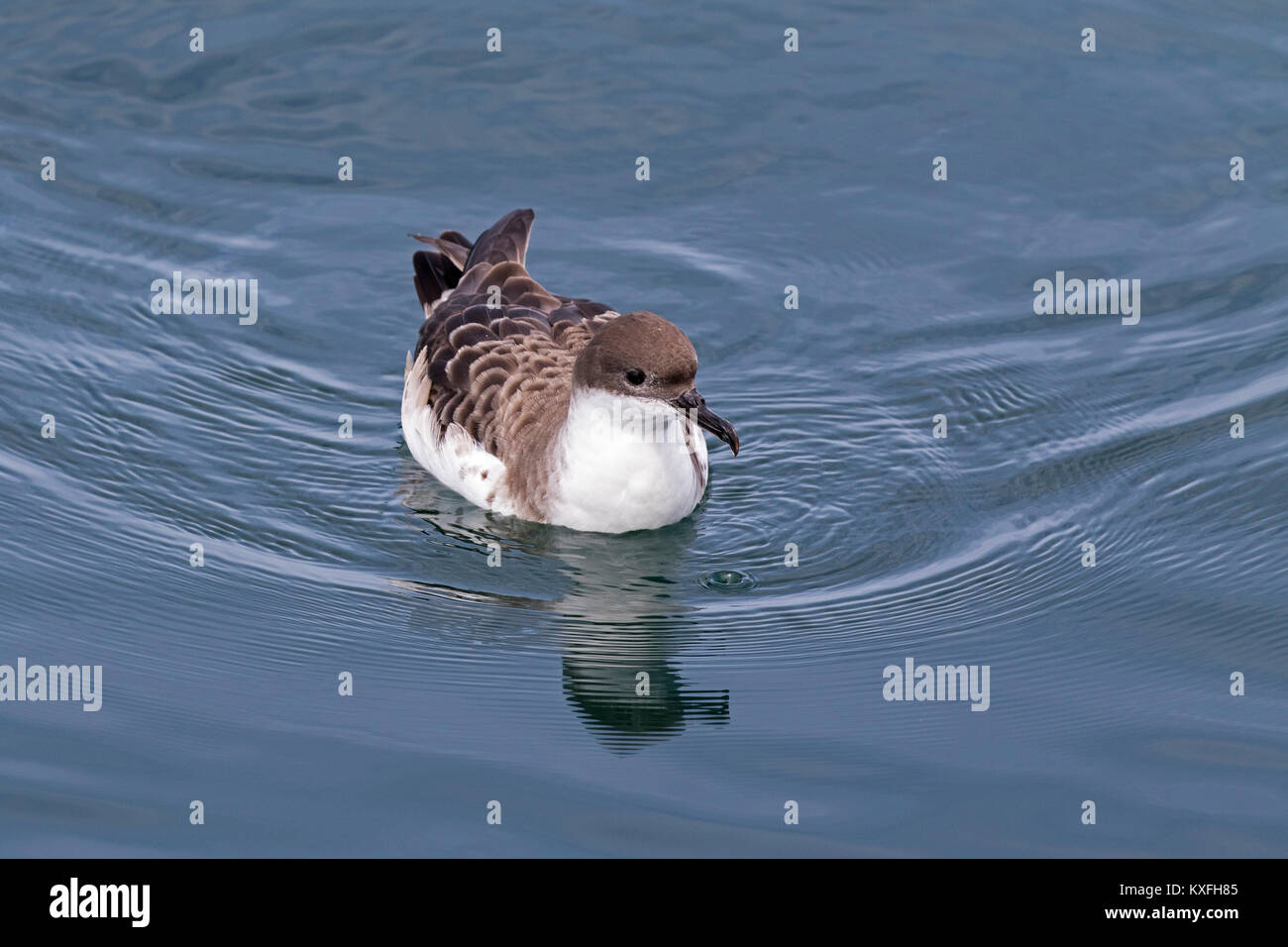 Große shearwater Puffinus gravis auf dem Meer in der Nähe von Grand Manan Island Bucht von Fundy Kanada August 2016 ruhen Stockfoto