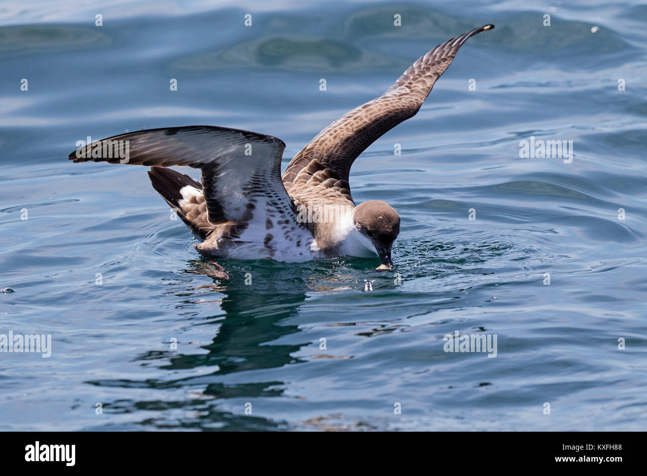 Große shearwater Puffinus gravis mit Einzug in das Meer in der Nähe von Grand Manan Island Bucht von Fundy Kanada August 2016 Stockfoto