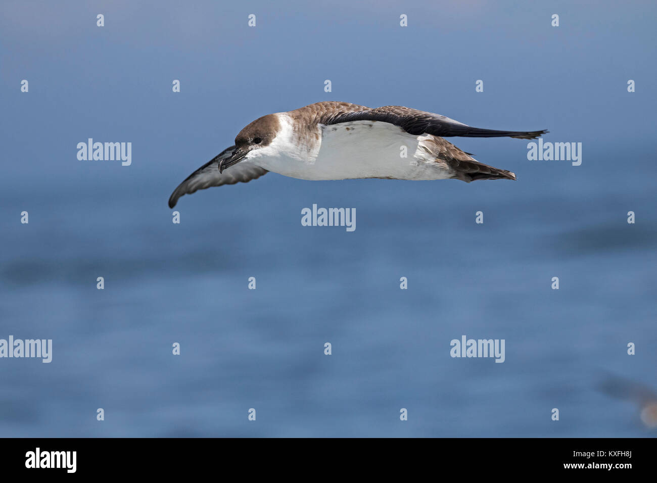 Große shearwater Puffinus gravis im Flug über das Meer in der Nähe von Grand Manan Island Bucht von Fundy Kanada August 2016 Stockfoto