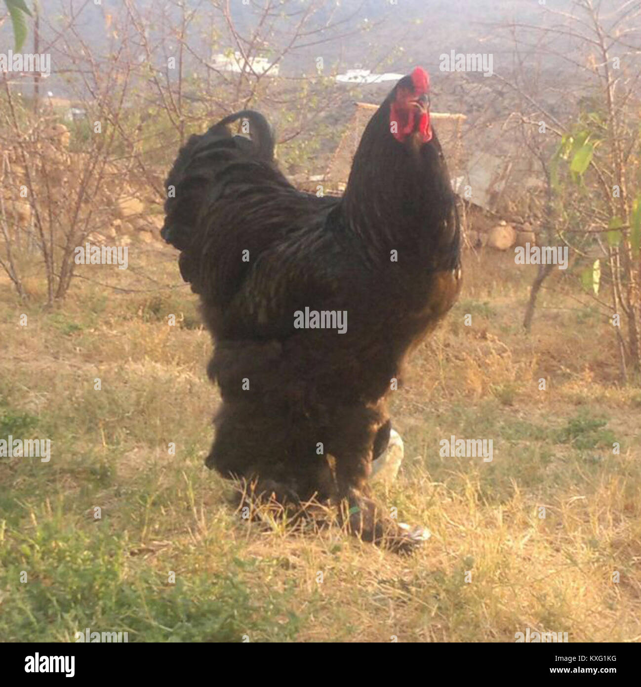 „Brahma Aswad“ bezieht sich auf einen Begriff im Hinduismus oder in südasiatischer Kultur, der möglicherweise mit dem schwarzen oder dunklen Aspekt des Gottes Brahma zusammenhängt und einen weiteren Kontext erfordert, um seine religiöse oder kulturelle Bedeutung zu klären. Stockfoto