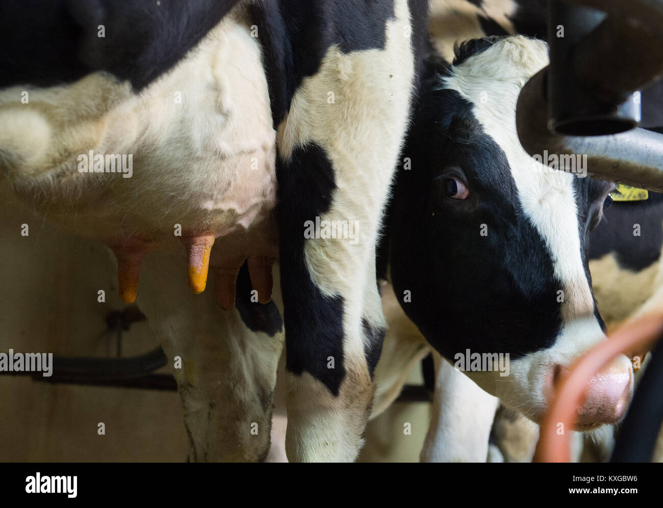 Kühe euter Fotos und Bildmaterial in hoher Auflösung Seite 2 Alamy