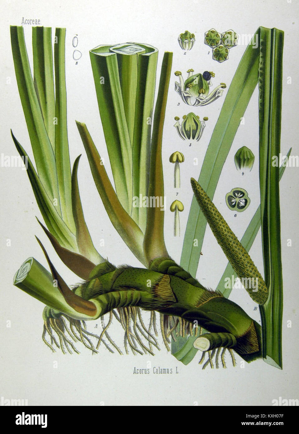 Eine botanische Illustration von Acorus calamus, auch bekannt als süße Flagge, von Köhler geschaffen, zeigt die Blätter, Wurzeln und Blüten der Pflanze. Stockfoto