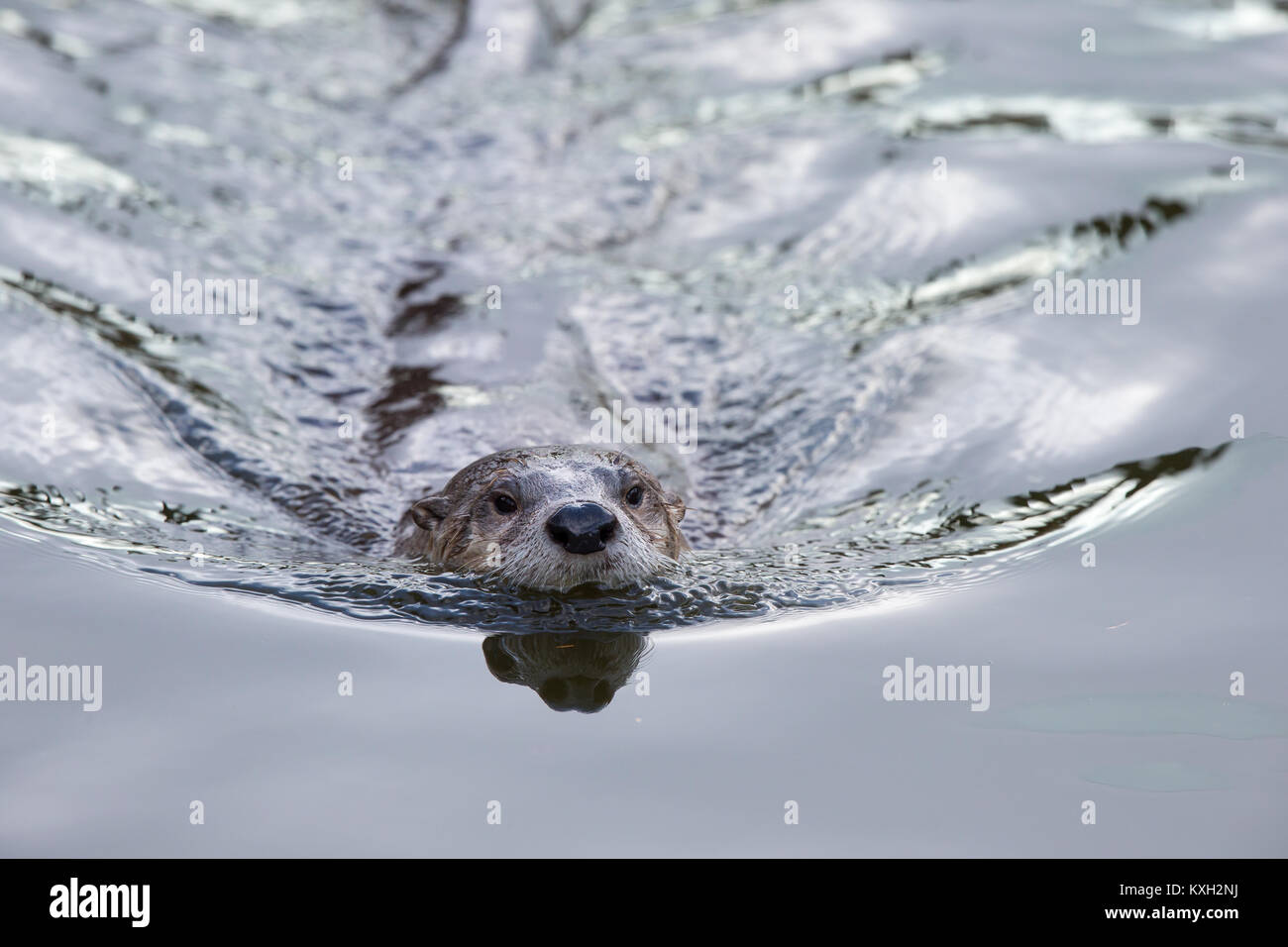 Nahaufnahme von isolierten North American River Fischotter (Lontra canadensis) in Gefangenschaft, Slimbridge Wetland Reserve UK, gehen zum Schwimmen ein. Cute Otter schwimmen. Stockfoto
