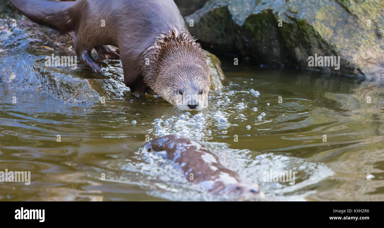 In der Nähe der Nordamerikanischen Fischotter (Lontra canadensis) in Gefangenschaft in Slimbridge Wetland Reserve, UK, gehen zum Schwimmen ein. Captive Otter in Wasser. Stockfoto
