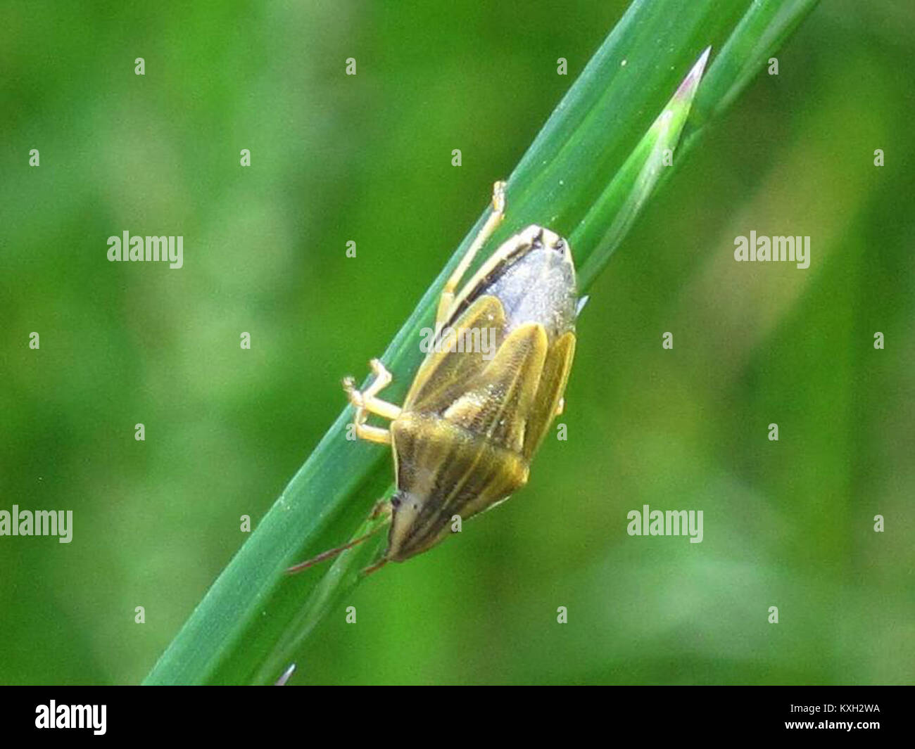 Aelia acuminata (Pentatomidae sp.), Elst (GLD), die Niederlande Stockfoto