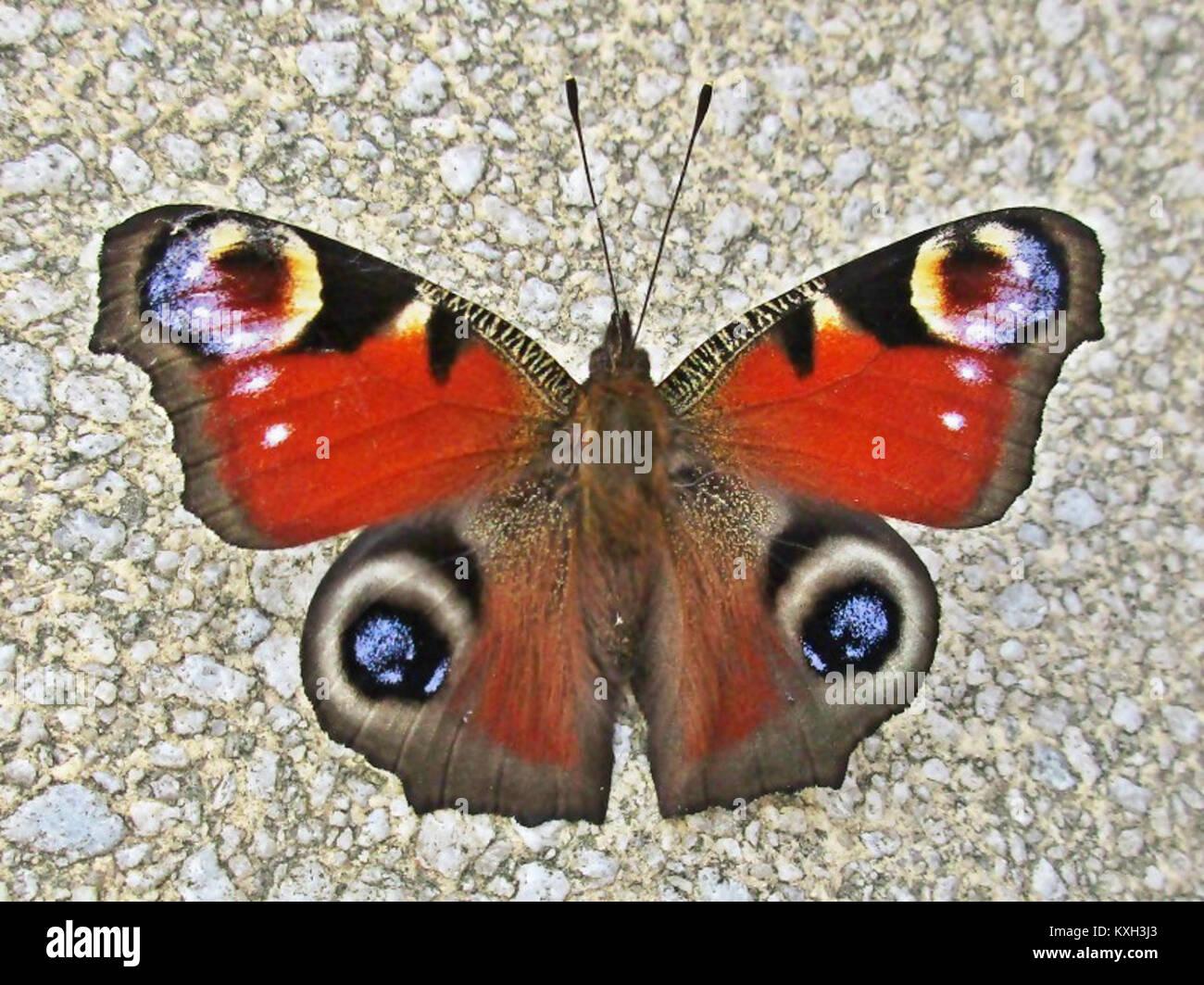 Der Europäische Pfauenfalter (Aglais io) in Arnheim, Niederlande, zeigt seine rostroten Flügel und vier großen blau-gelben Augentöpfe, ein Merkmal, das zur Abschreckung von Raubtieren verwendet wird. Stockfoto