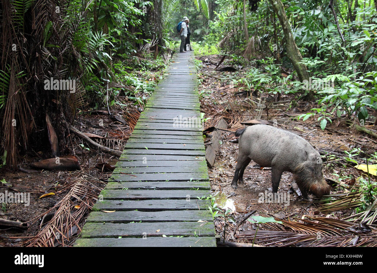Bornesischen bärtigen Schwein an Bako Nationalpark in Sarawak Stockfoto