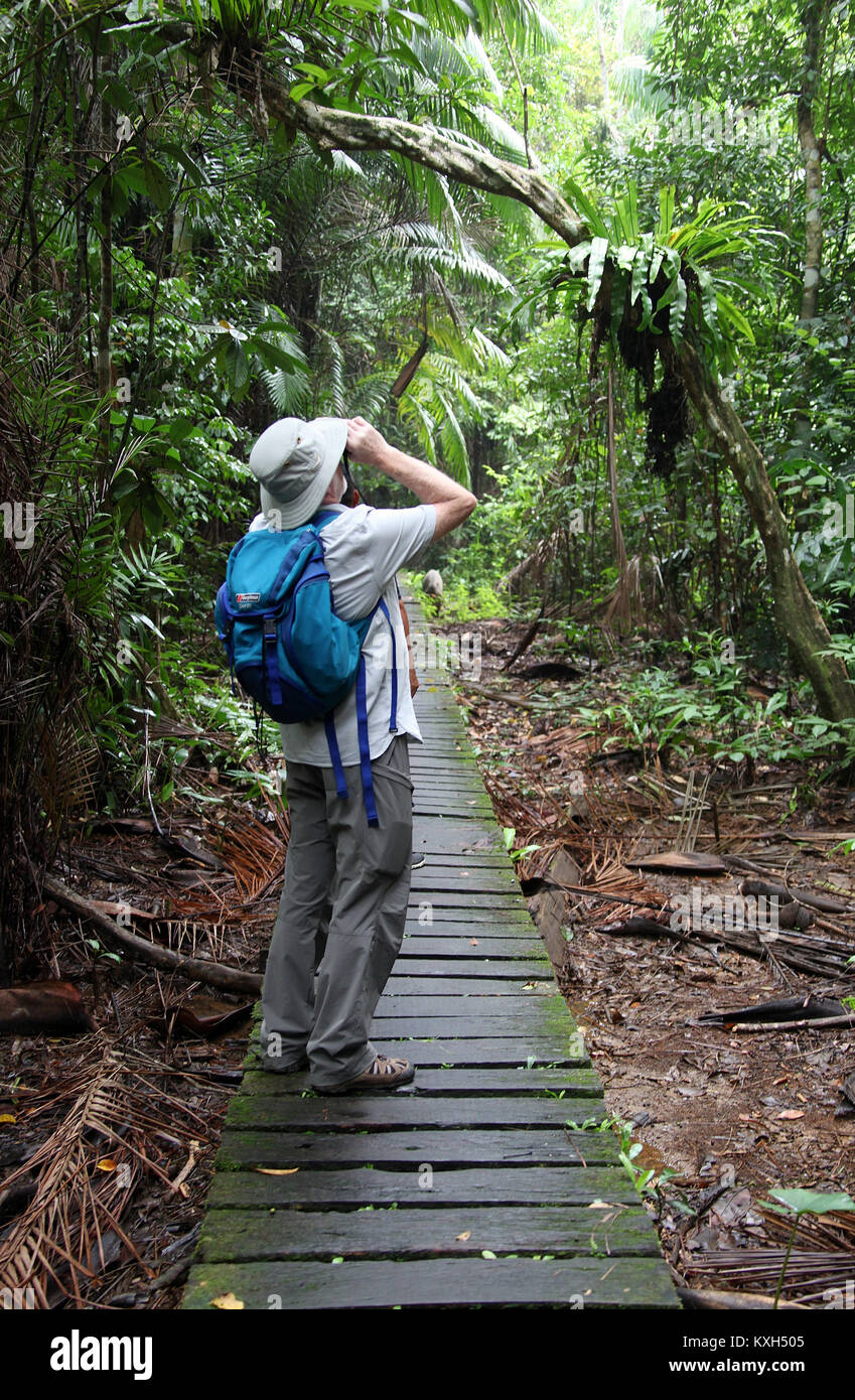 Tierbeobachtungen im Bako Nationalpark in Sarawak Stockfoto