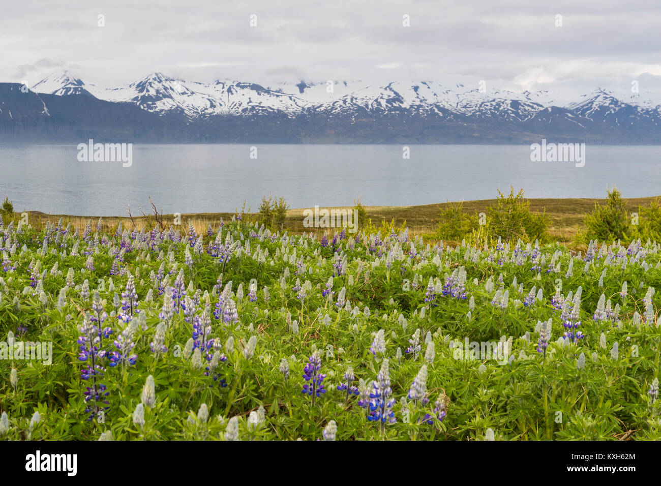 Bucht Skjálfandi, Landschaft mit schneebedeckten Berge und Blumen Stockfoto