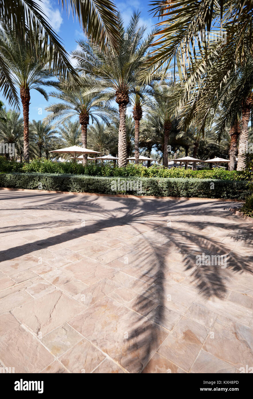 Schatten der Palmen am Boden mit Palmen, die sie umgeben, an den Jumeirah Resort Dubai genommen Stockfoto