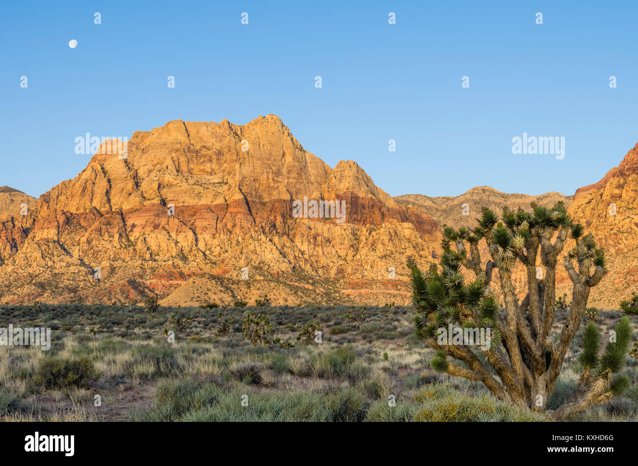 Blick auf die roten Felsen in der Red Rock Canyon National Conservation Area mit Joshua Bäumen. Las Vegas, Nevada Stockfoto