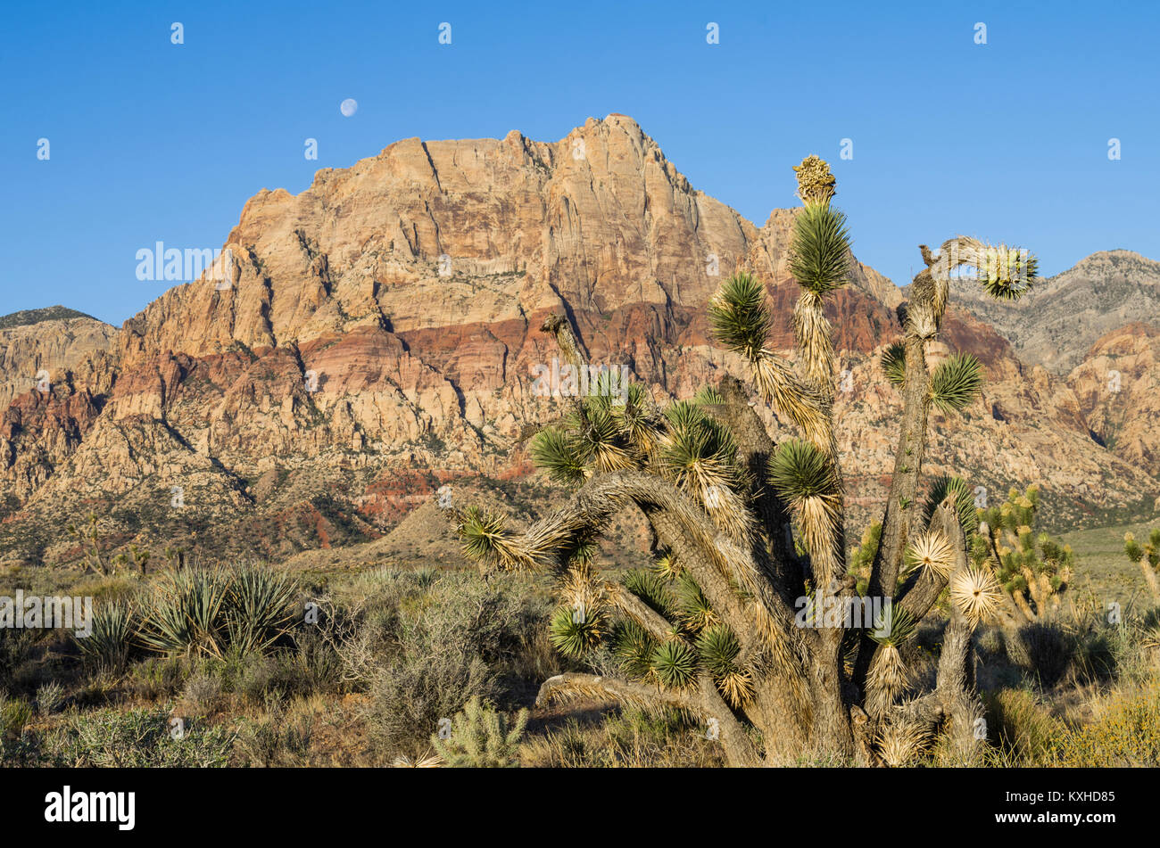 Blick auf die roten Felsen in der Red Rock Canyon National Conservation Area mit Joshua Bäumen. Las Vegas, Nevada Stockfoto