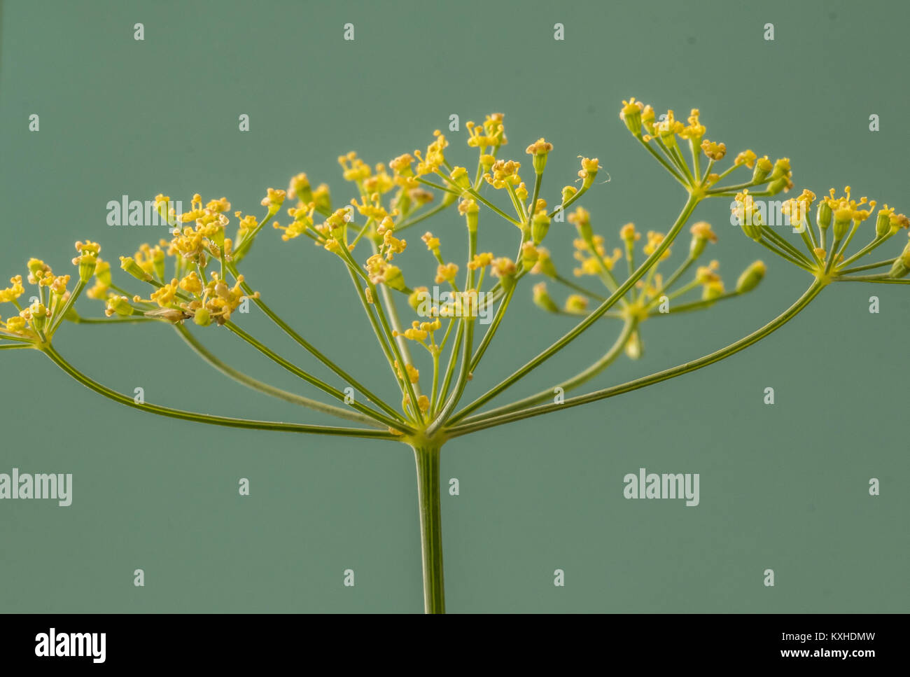 Makro Aufnahmen von Dill Blumen mit Hilfe eines schmalen Tiefenschärfe Stockfoto