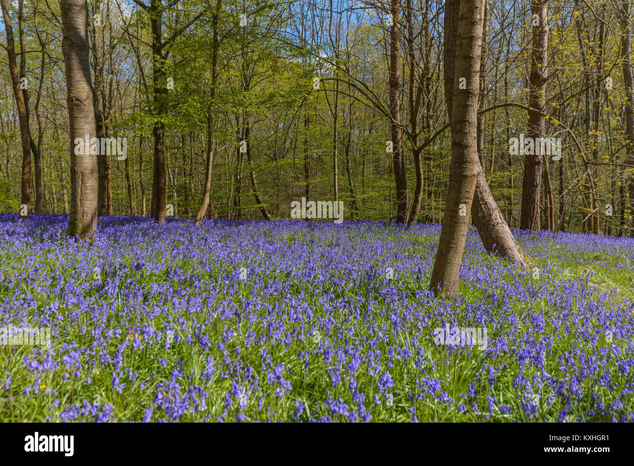 Bluebells unser Wald im Frühling verwandeln. Der Teppich von intensiven blauen unter Baumkronen ist eines unserer größten Waldgebiet Schauspiele. Stockfoto