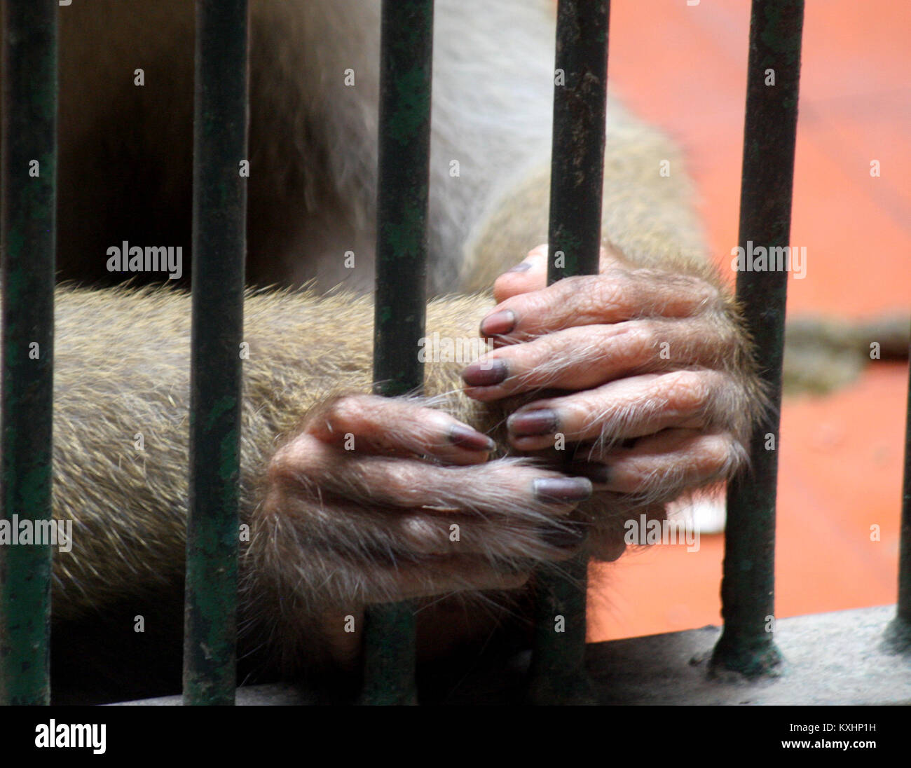 Dieser Bilder wurde im Zoo getroffen. Die Hände Der Affen Stockfoto