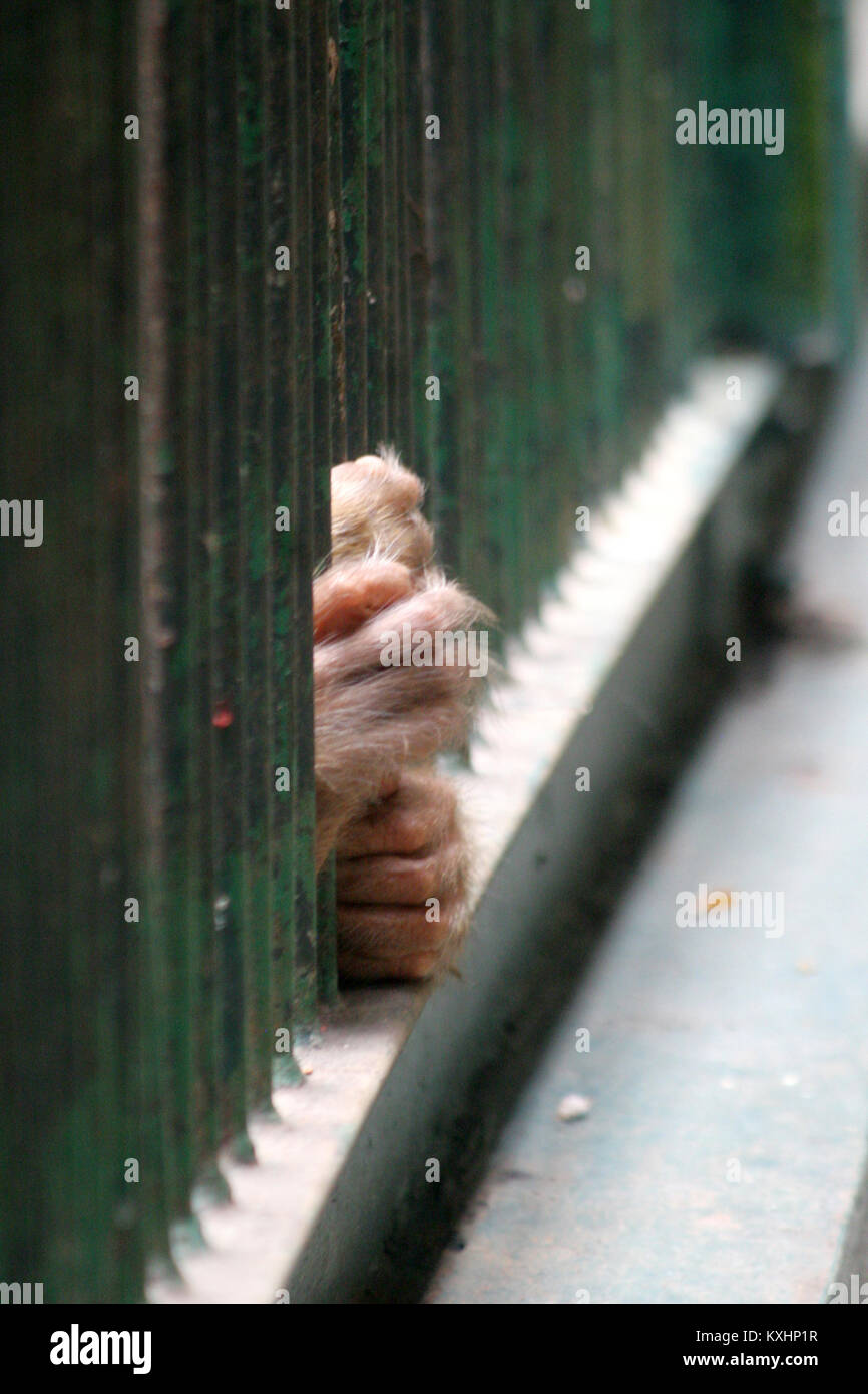 Dieser Bilder wurde im Zoo getroffen. Die Hände Der Affen Stockfoto