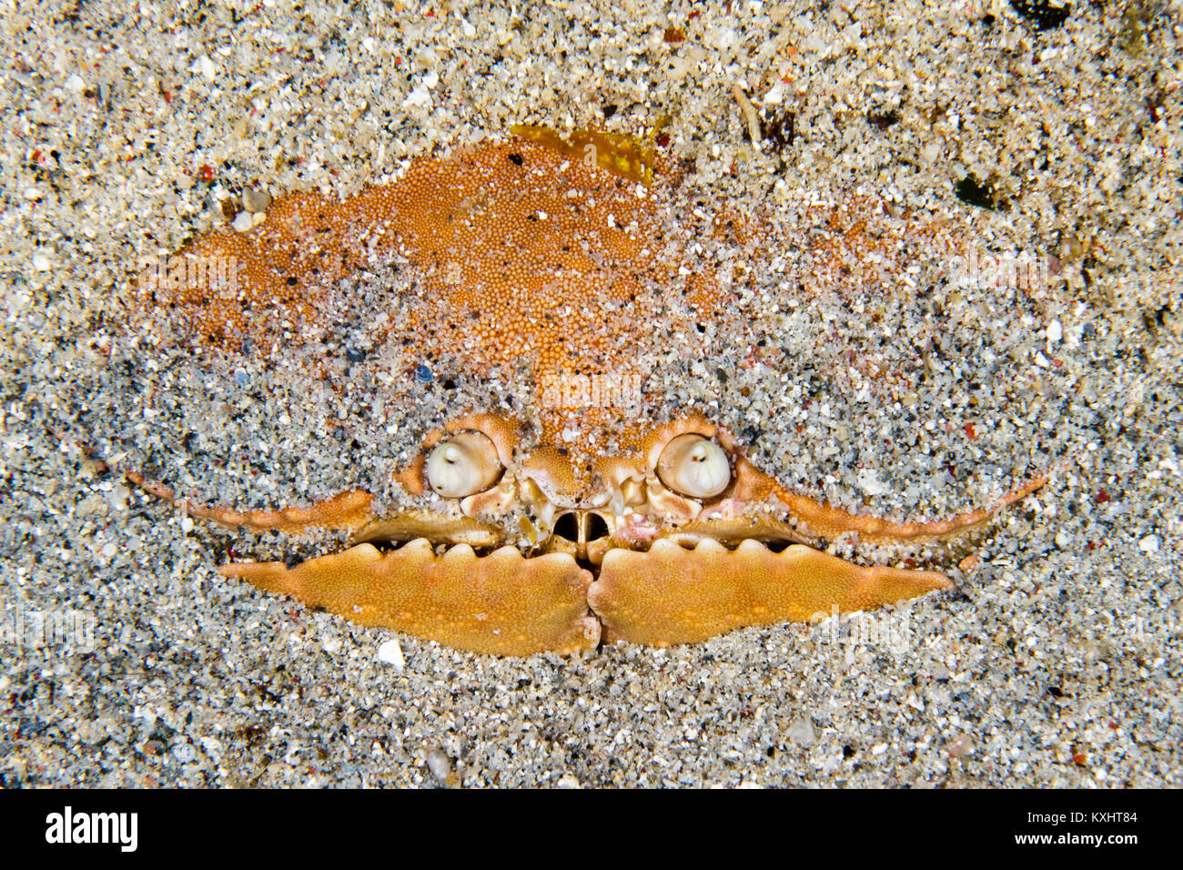 Eine Box Krabbe gräbt sich in den Sand im Bunaken National Marine Park in Nord Sulawesi, Indonesien Stockfoto