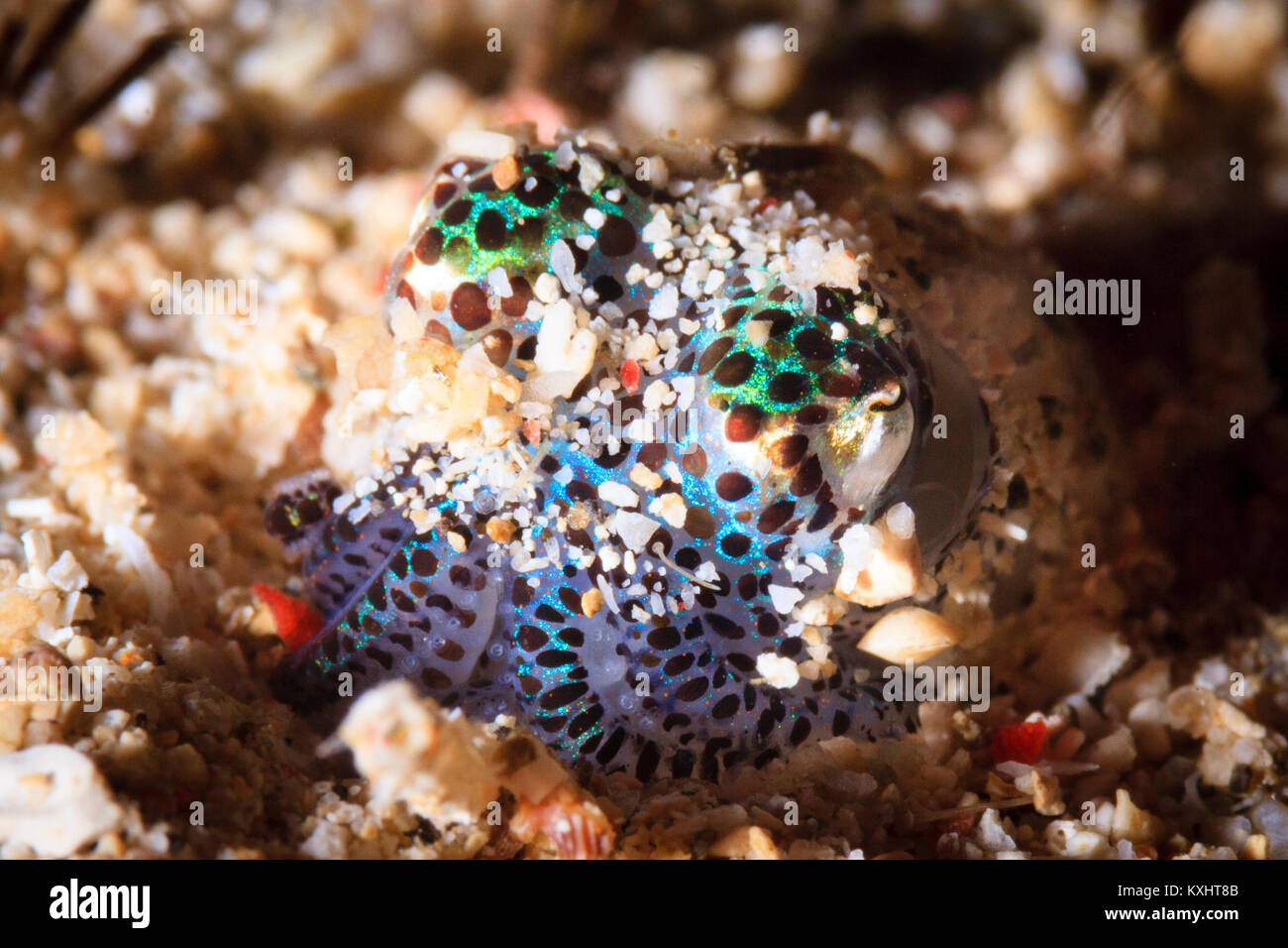Bobtail Tintenfisch, Bunaken National Marine Park, Nord Sulawesi, Indonesien Stockfoto