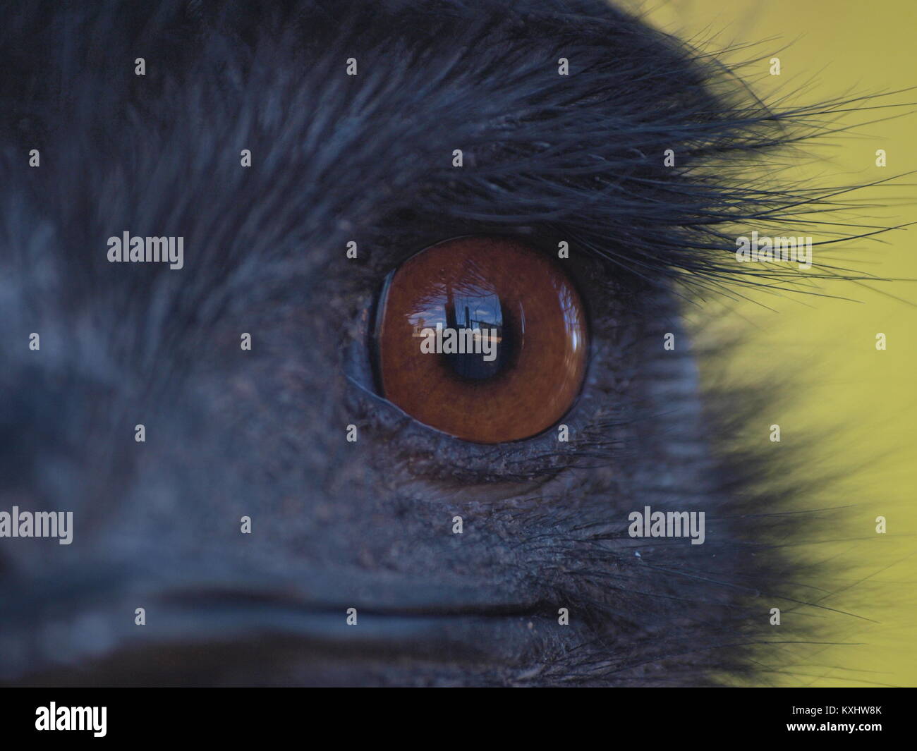 Auge in Auge mit einem Emu, Western Australia Stockfoto