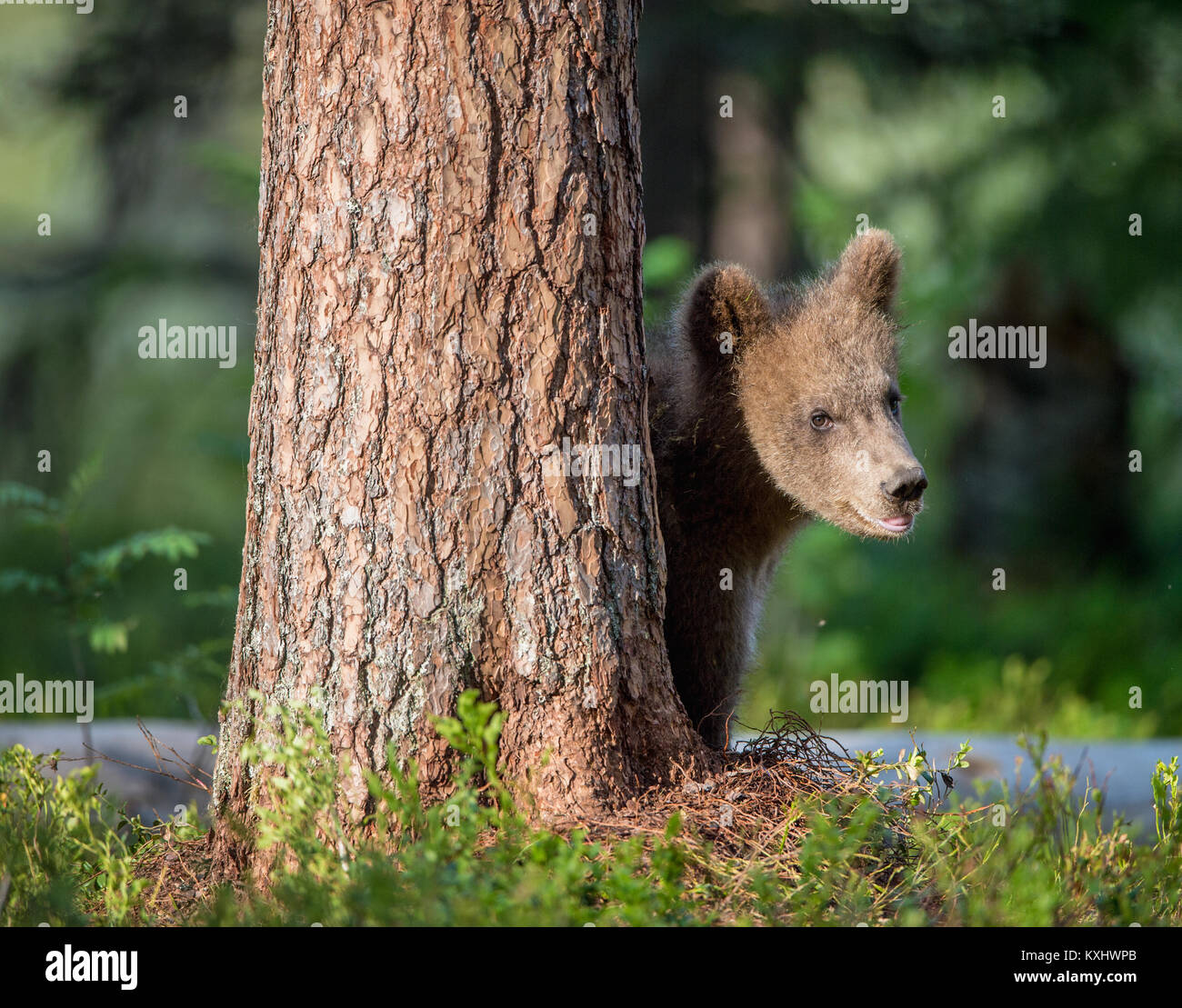 Cub von Braunbär (Ursus arctos Arctos) im Sommer Wald. Natürlichen grünen Hintergrund Stockfoto