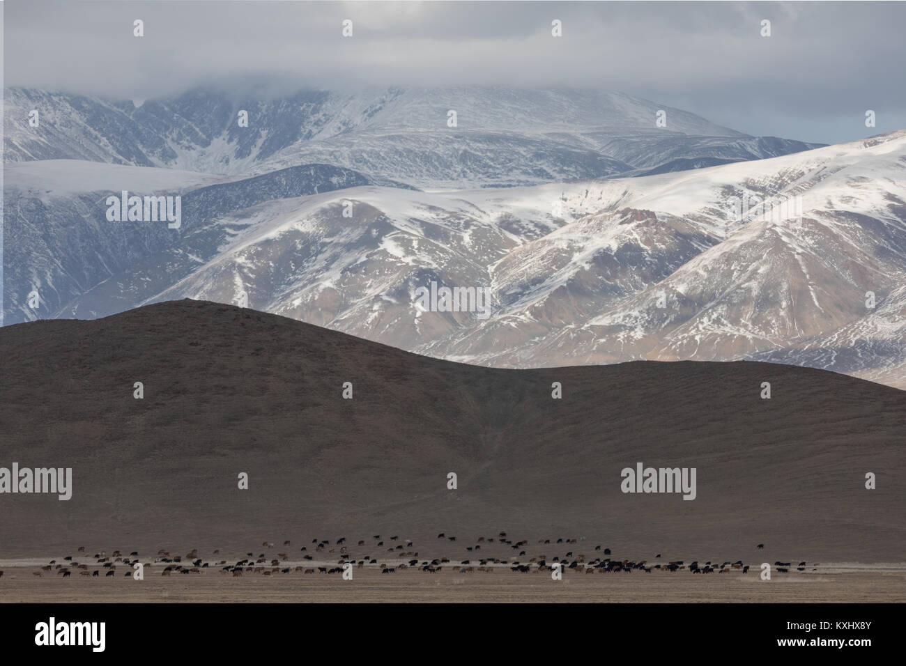 Mongolische Landschaft verschneite Berge Schnee Winter bewölkt Ziege-herde Mongolei Stockfoto