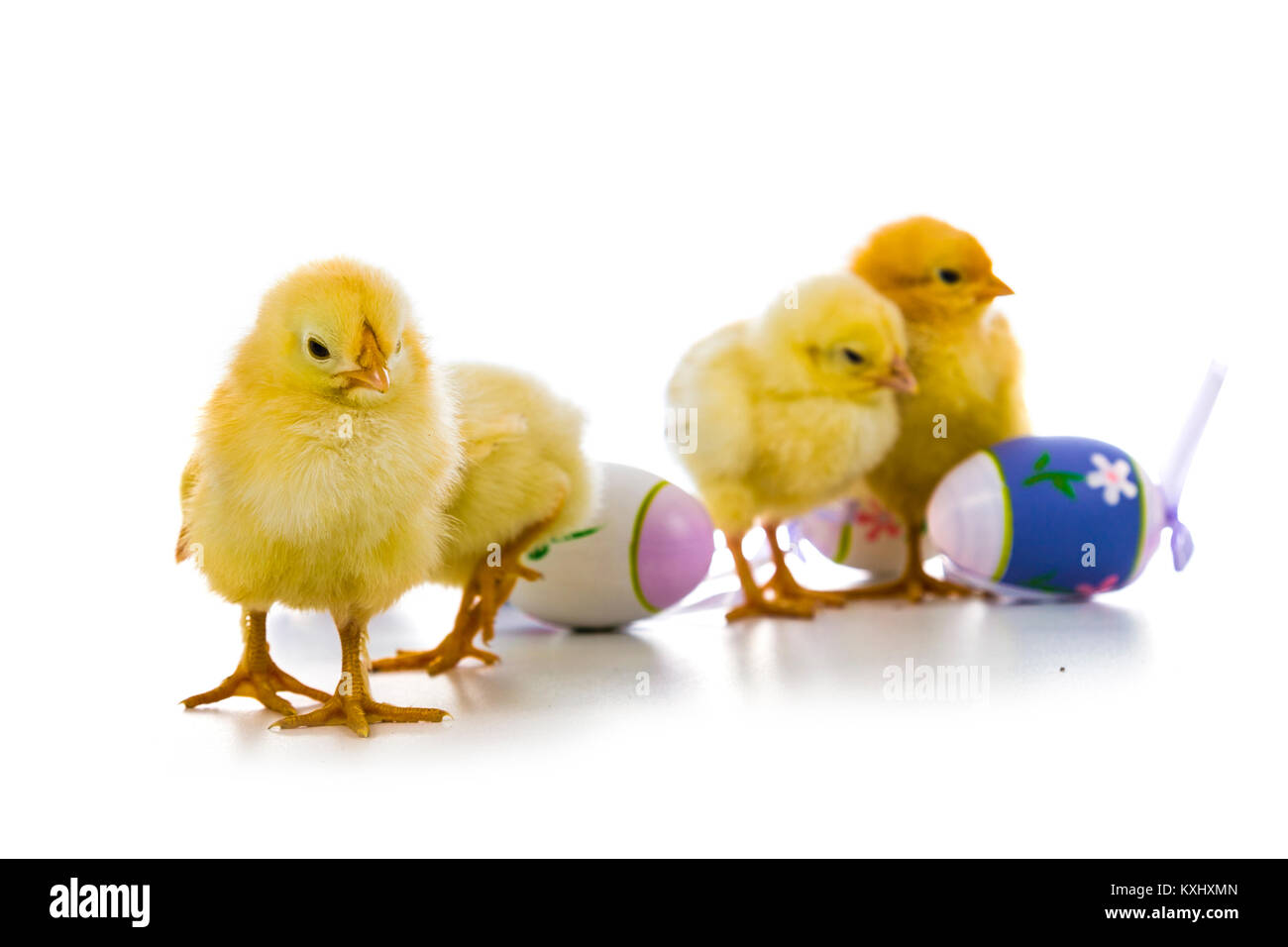 Hühner und Ostereier isoliert auf weißem Hintergrund. Stockfoto