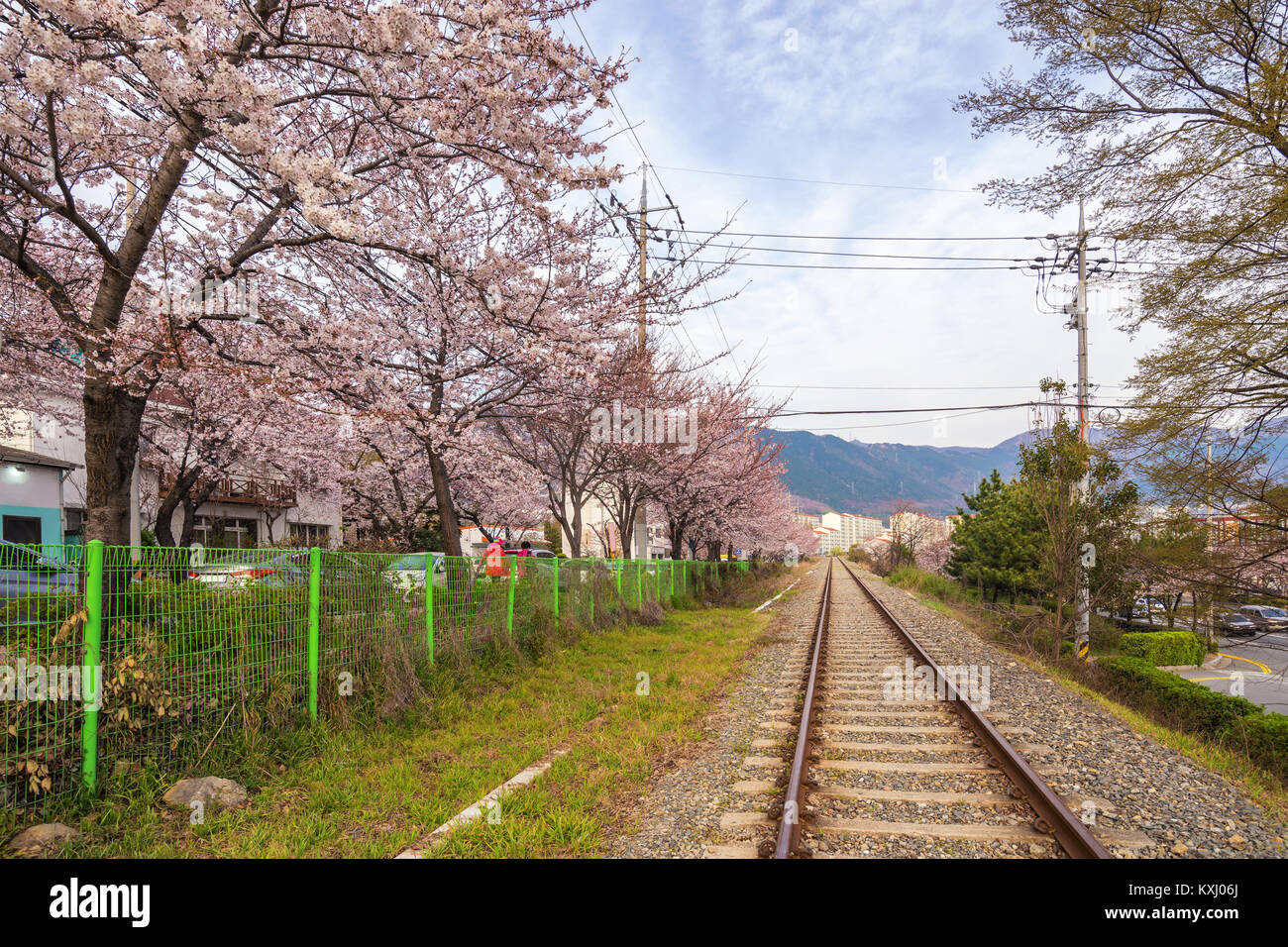 Feder Cherry Blossom Festival in der Gyeonghwa Station, Jinhae, Südkorea Stockfoto