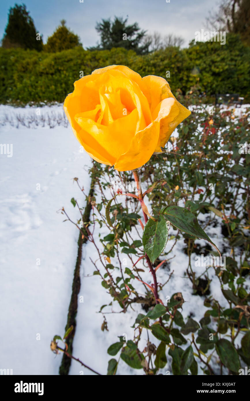 Gelb Winter Rose Stockfoto