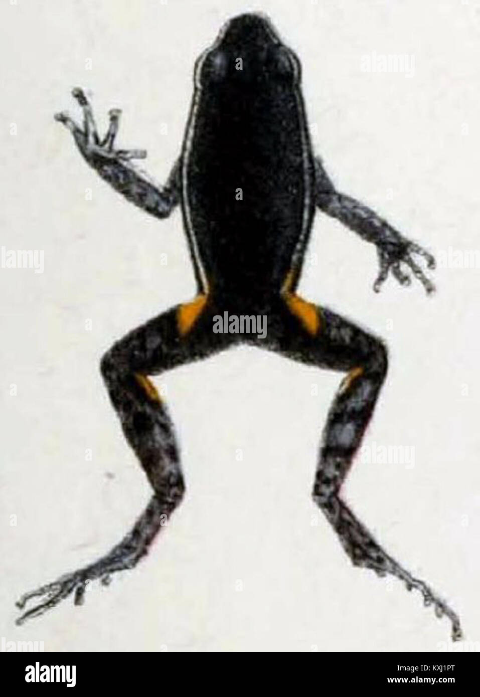 Die wissenschaftliche Arbeit konzentriert sich auf *Ameerega hahneli*, eine von Boulenger 1884 beschriebene Froschart. Es spielt eine wichtige Rolle in der Herpetologie und trägt zur Erforschung der Amphibienvielfalt in Südamerika bei. Stockfoto