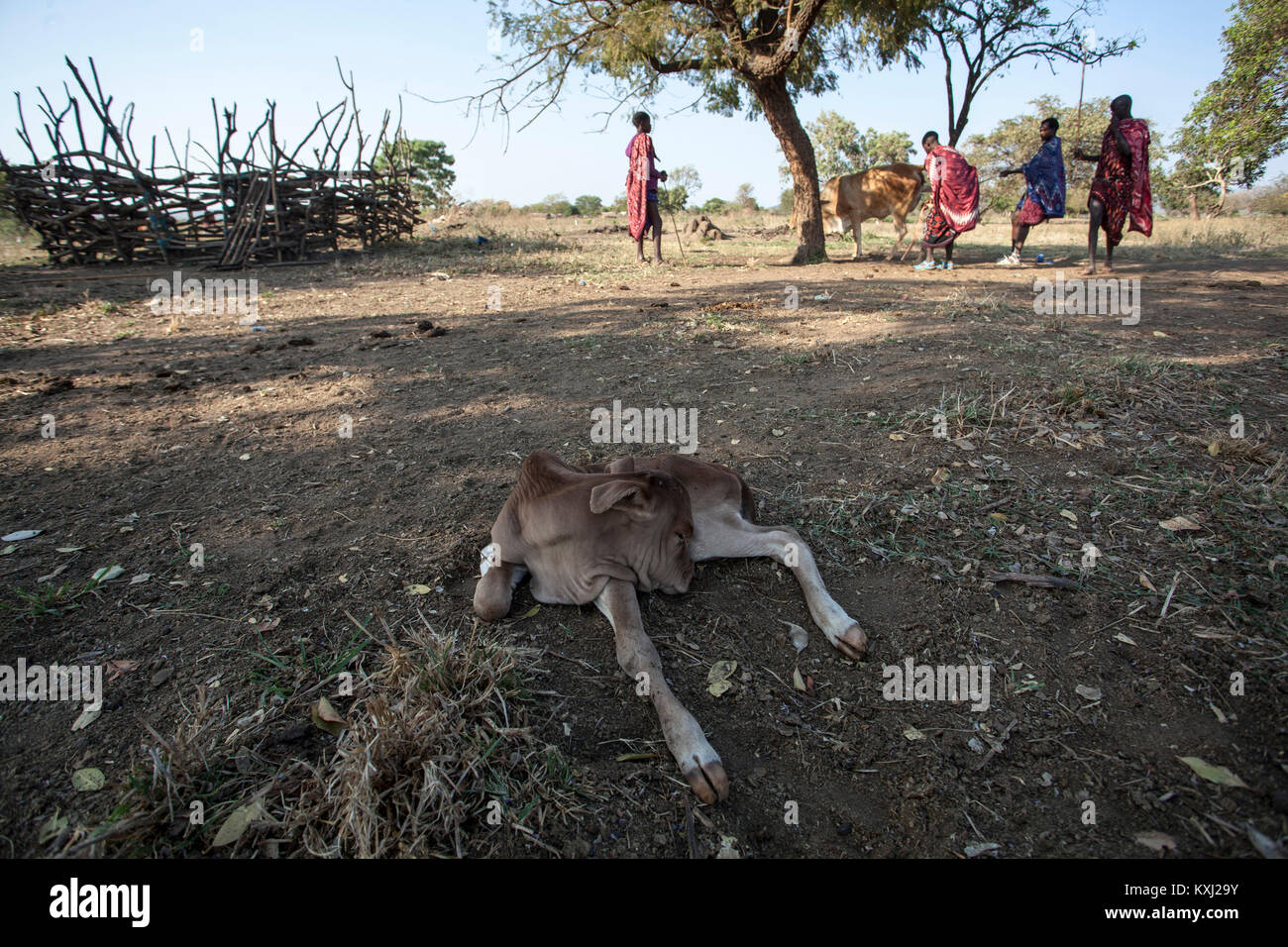 Ein vor kurzem geborene Kalb von einer Mutter Kuh im Wald in der Nähe von Ngayoni Changarawe Stadt aufgegeben, Kilosa Bezirk in Tansania am 3. Oktober 2017. Stockfoto