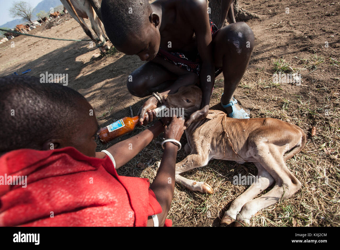 Maasai Männer Füttern mit der Flasche ein vor kurzem geborene Kalb. Stockfoto