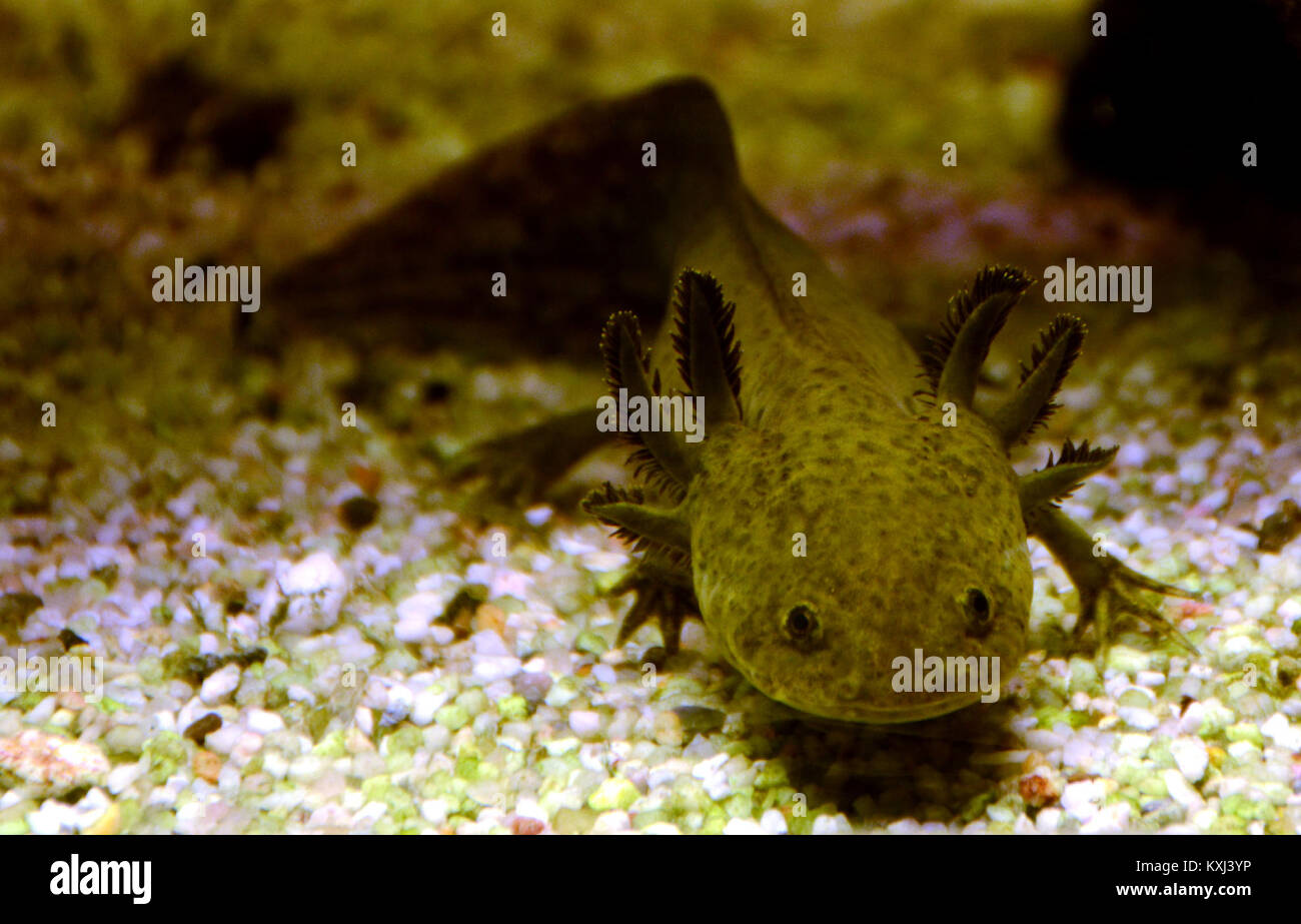 Eine Fotografie des Axolotl (Ambystoma mexicanum), eines neotenischen Salamanders aus Mexiko, ausgestellt am 30. Januar 2016 in einem Aquarium in Lüttich, bekannt für seine außergewöhnlichen regenerativen Fähigkeiten. Stockfoto