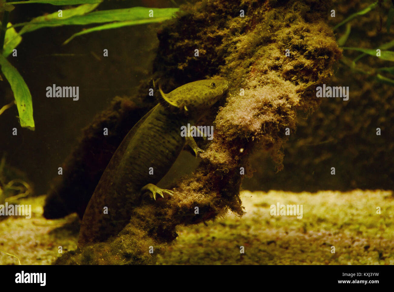 Ein Bild eines Axolotl (Ambystoma mexicanum) im Aquarium von Lüttich, das diesen in Mexiko heimischen Amphibien hervorhebt, der für sein aquatisches Leben und seine regenerativen Fähigkeiten bekannt ist. Stockfoto