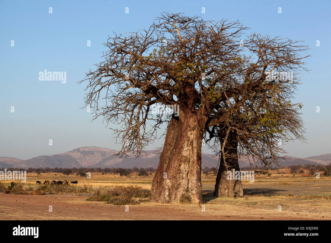 Bao Bab in Idifu, Dodoma, Tansania. Stockfoto