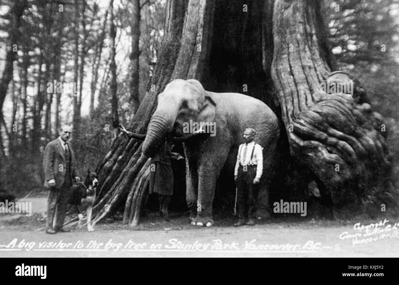 Ein Foto, das im Stanley Park, Vancouver, British Columbia, aufgenommen wurde und einen großen Besucher zeigt, der neben dem berühmten Hohlbaum des Parks steht, einem bekannten Naturdenkmal und Touristenattraktion. Stockfoto
