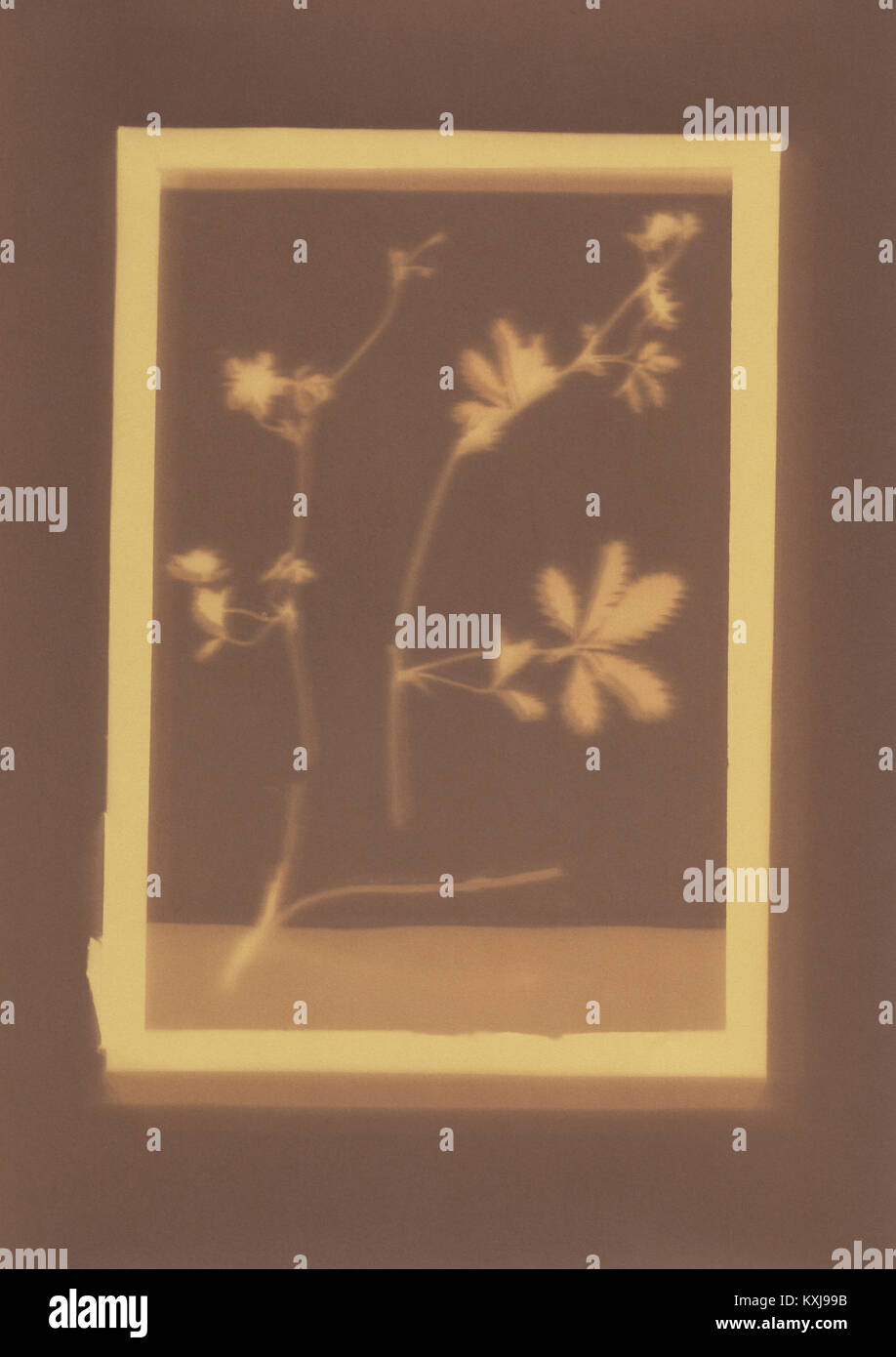 Fotogene Zeichnung der Probe der Cinquefoil-Pflanze Stockfoto