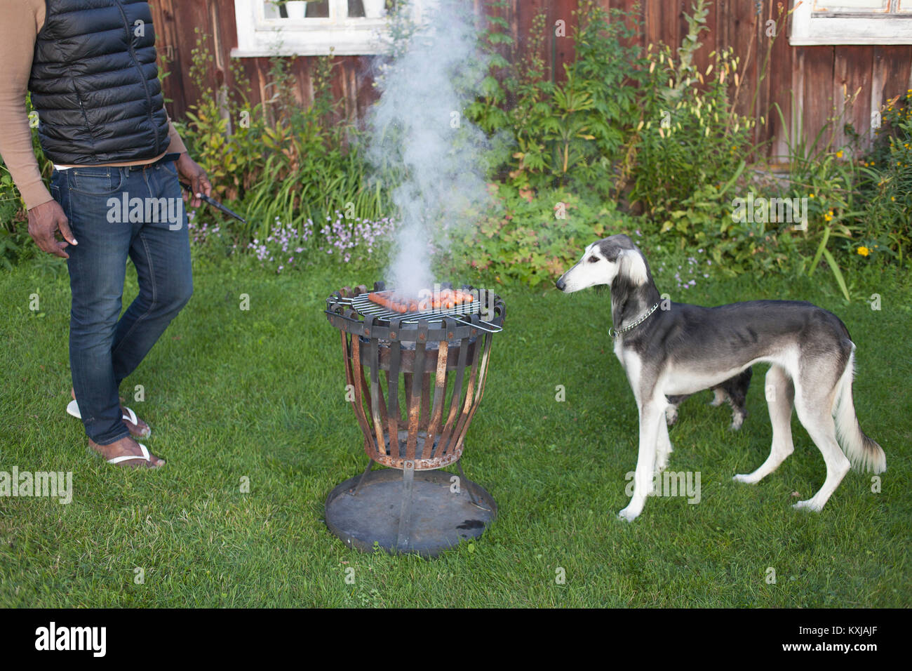 Greyhound schaut auf den Grill, während man im Hof bei einem Mann steht Stockfoto