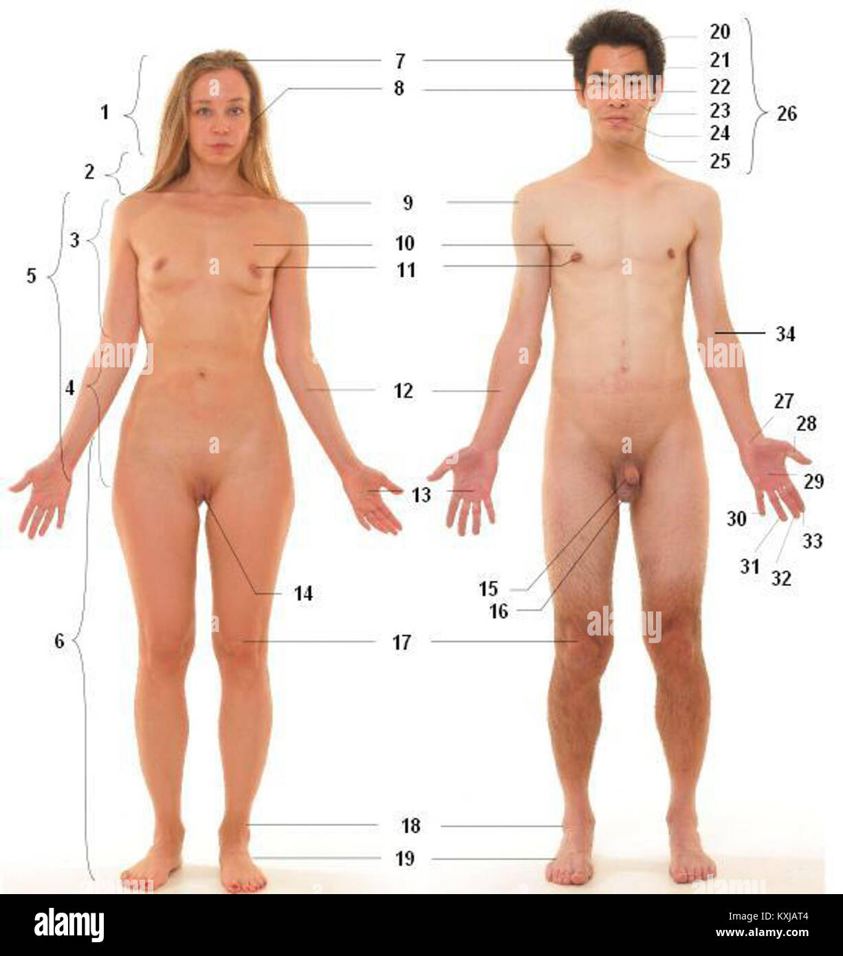 Diese anatomische Abbildung zeigt die Vorderansicht menschlicher weiblicher und männlicher Körper mit nummerierten Etiketten, die wichtige Organe, Muskeln und Skelettstrukturen für Bildungszwecke identifizieren. Stockfoto