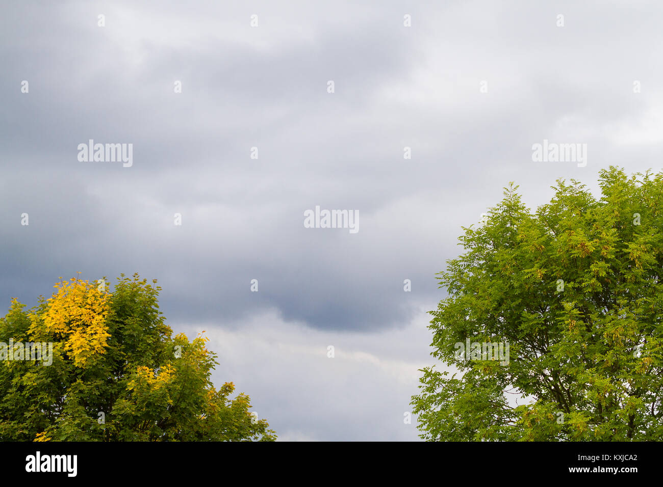 Beiden Laubfärbung Ahorn im Herbst Stockfoto